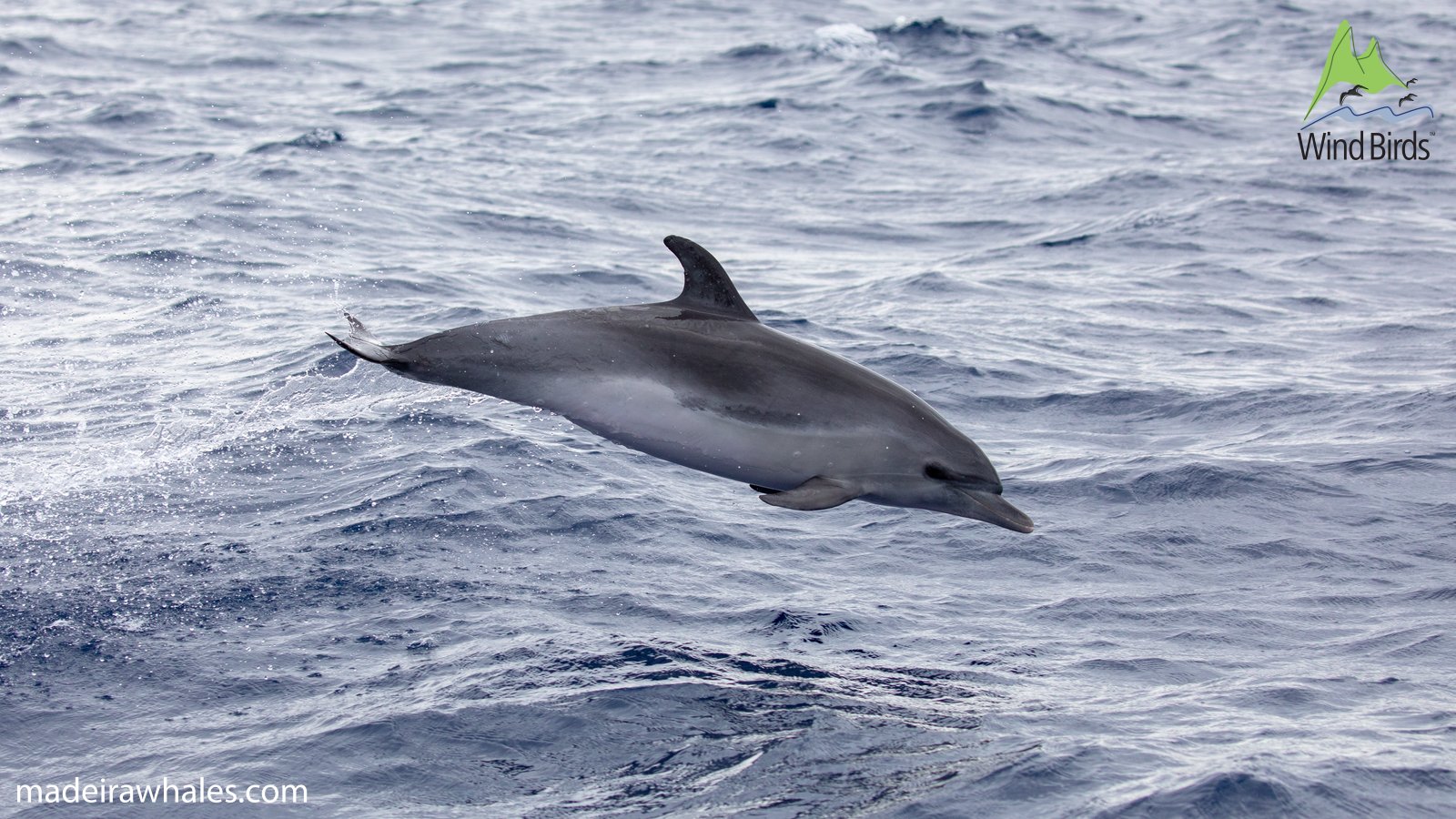 A bottlenose dolphin leaps just above the sea, showing its pale belly and curved dorsal fin.