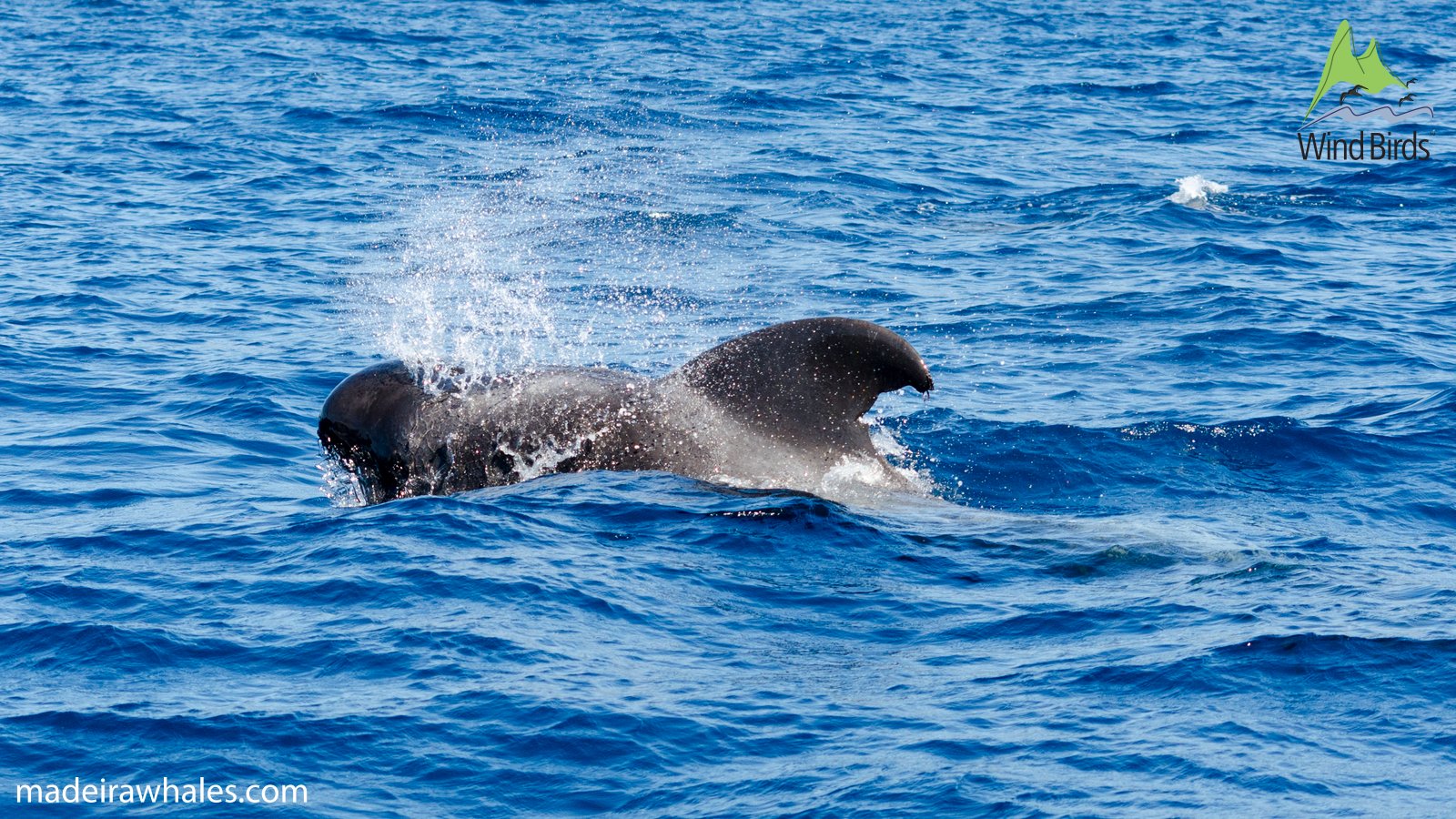 A short-finned pilot whale surfaces with a burst of spray beside its curved dorsal fin.