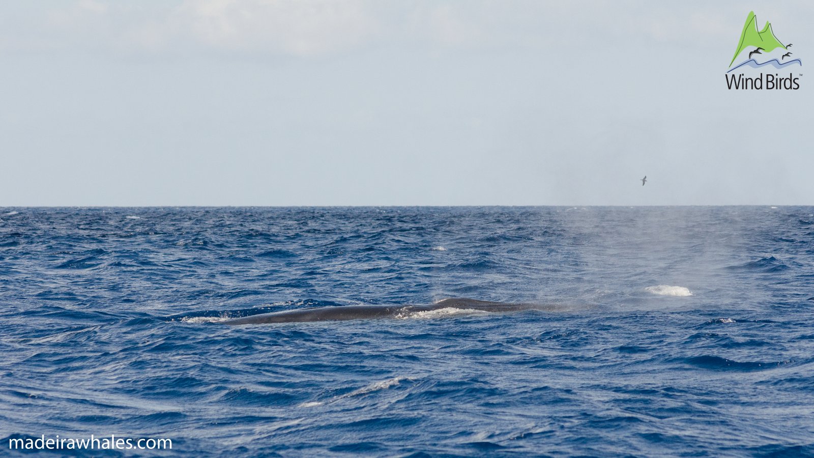 A sperm whale exhales a cloud of spray while its long back remains low in the sea.