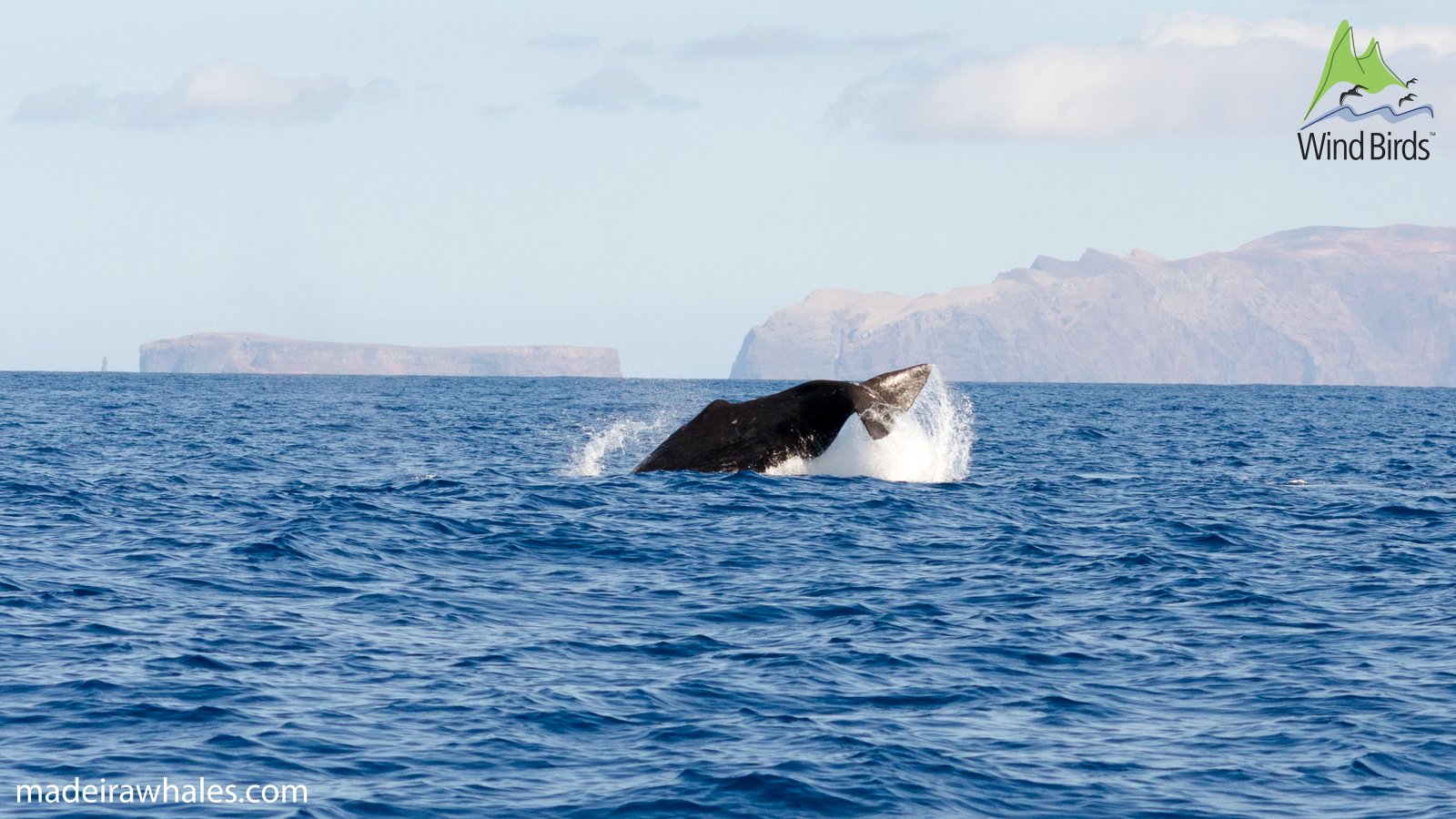 A sperm whale raises its tail flukes at an angle, with a distant rocky coast behind it.