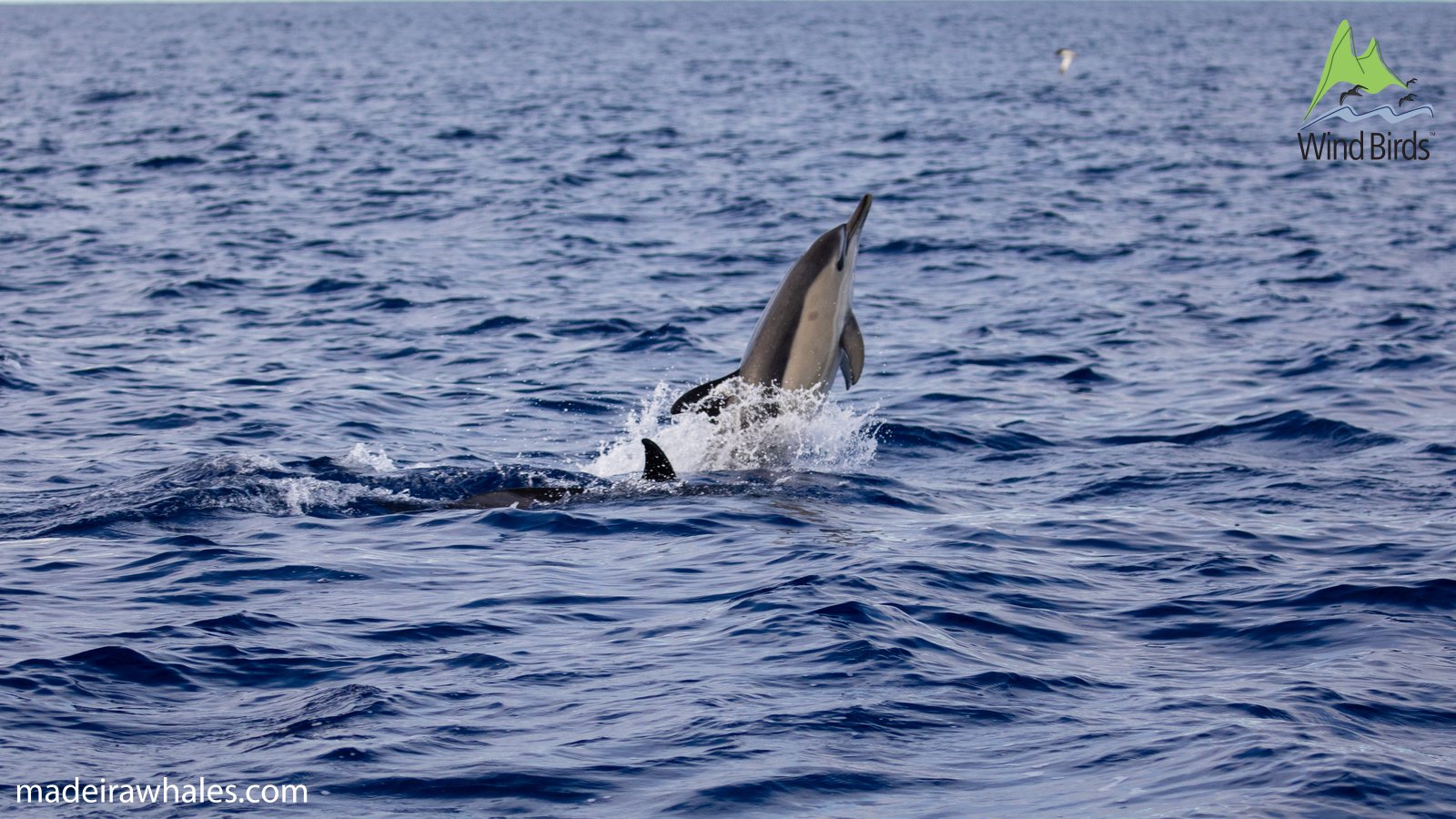 A common dolphin rises steeply from the water, showing its pale side and pointed beak.