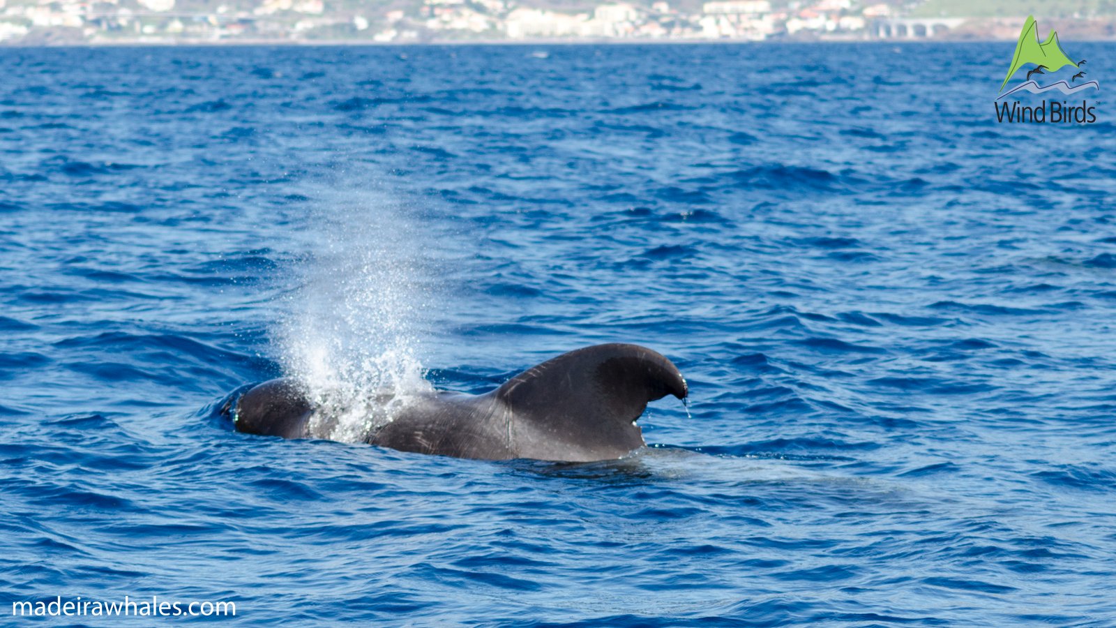 A short-finned pilot whale exhales beside its broad, curved dorsal fin.