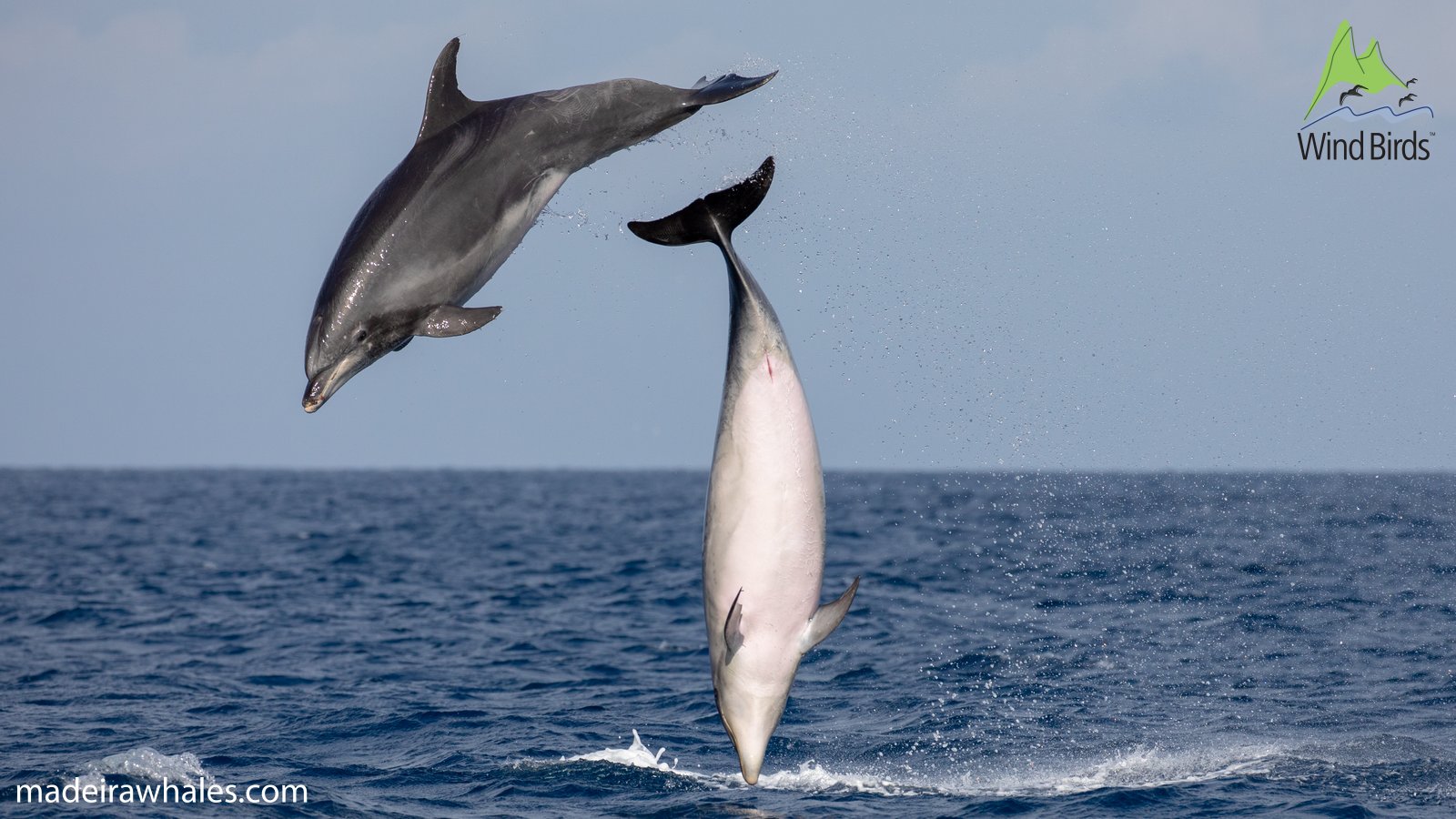 Two bottlenose dolphins are airborne at different angles, one showing its pale underside.