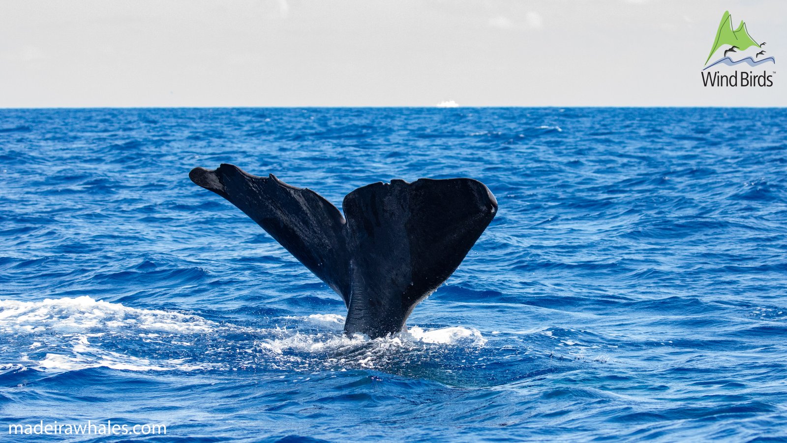 A sperm whale lifts its dark, notched tail flukes above the water.