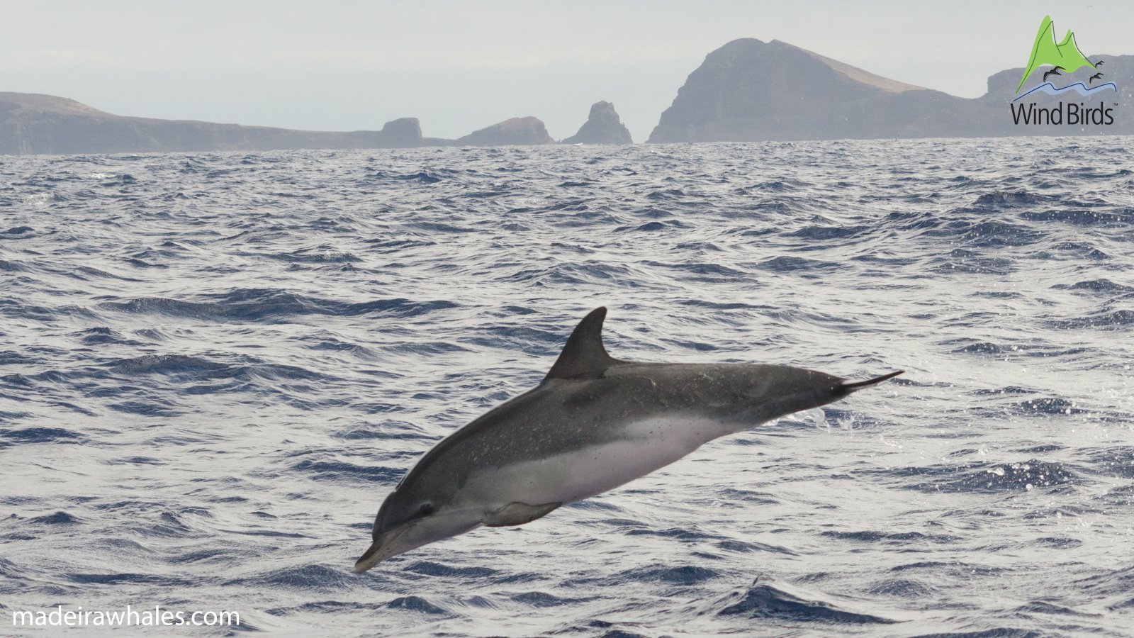 An Atlantic spotted dolphin leaps sideways above the waves, with an island on the horizon.
