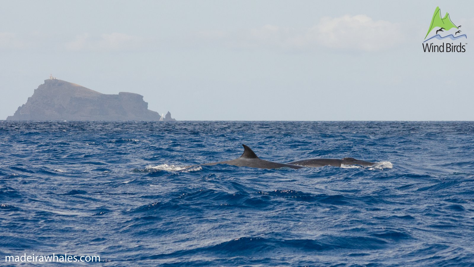 A Bryde’s whale surfaces with its dorsal fin visible beneath a distant island on the horizon.