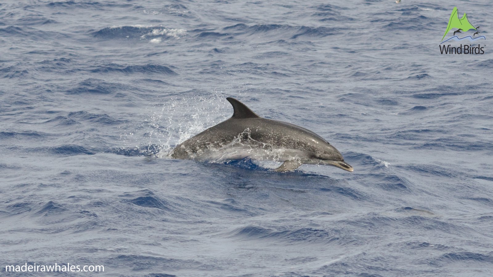 An Atlantic spotted dolphin clears the water in a low leap, showing its mottled side.