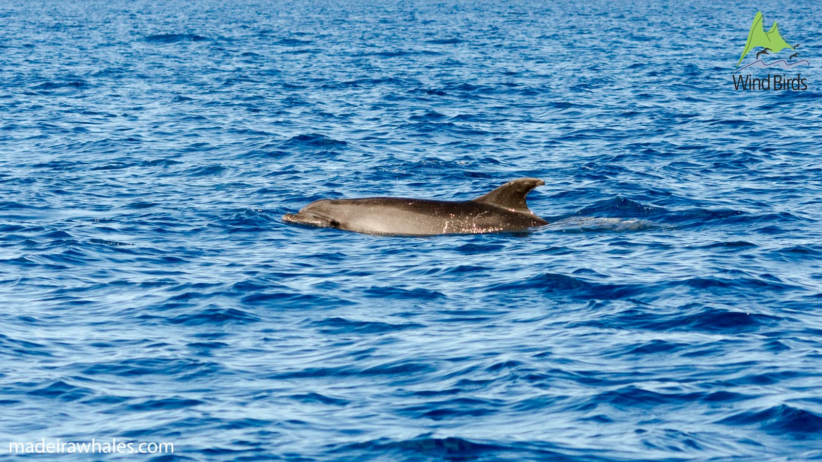 A bottlenose dolphin swims just below the surface, its back and dorsal fin visible through the water.