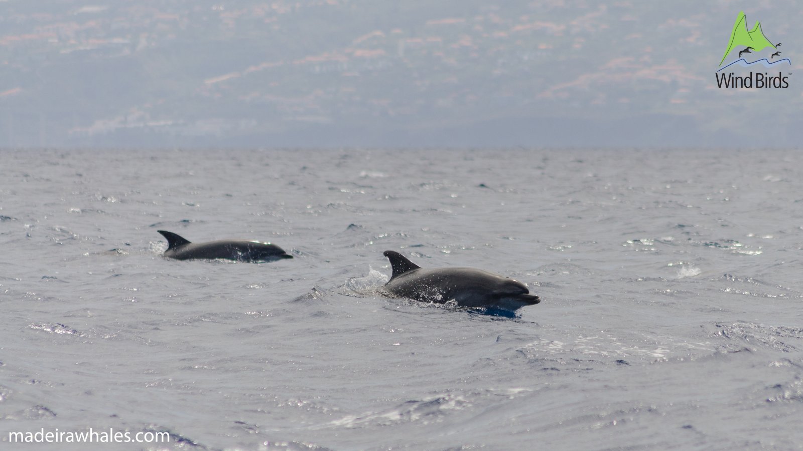 Two bottlenose dolphins surface apart in calm water with the coast behind them.