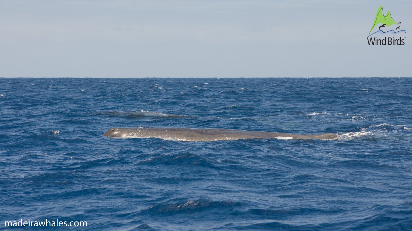 The long back of a sperm whale lies just above the blue sea.
