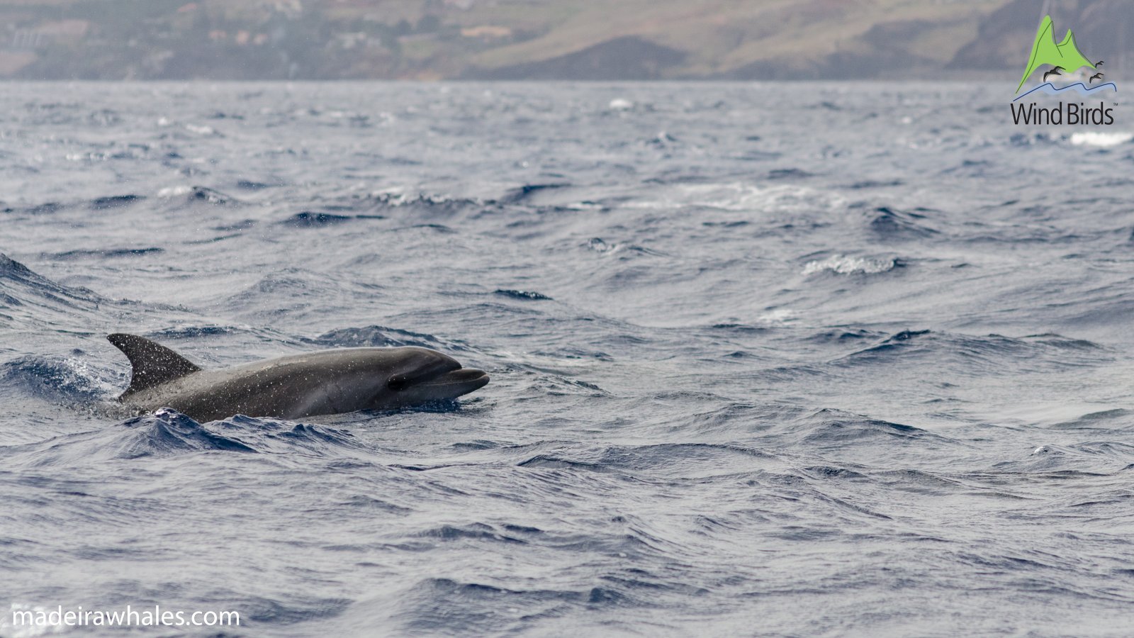 A bottlenose dolphin surfaces in profile against the distant coastline.