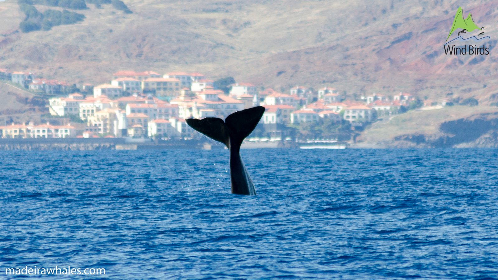 A sperm whale holds its tail flukes high above the blue sea, with hillside buildings in the background.