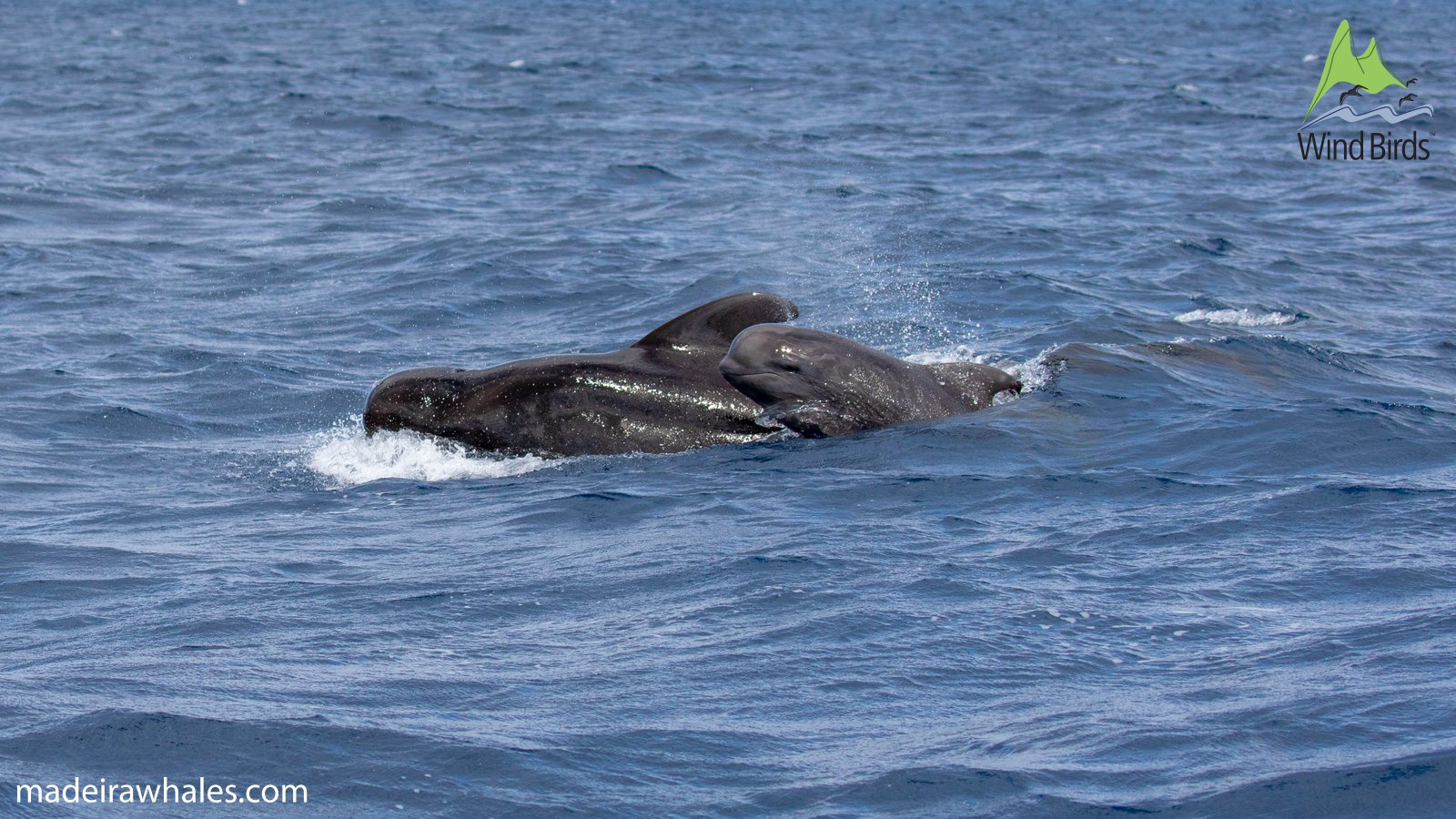 Short-finned pilot whales surface together, their rounded heads and dark backs surrounded by foam.