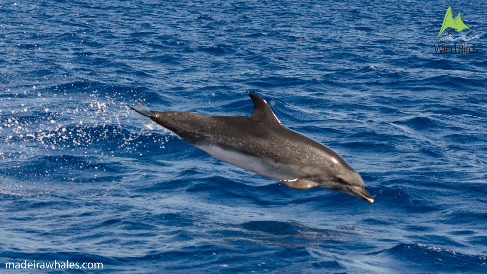 An Atlantic spotted dolphin skims above the sea, with spray trailing from its tail.
