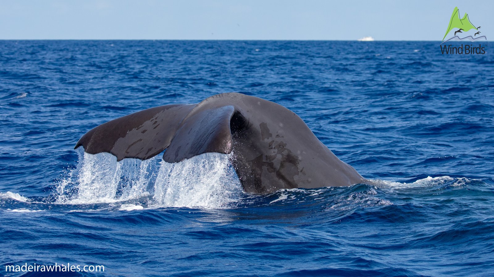 A sperm whale raises its broad tail flukes, with water streaming from their edges.