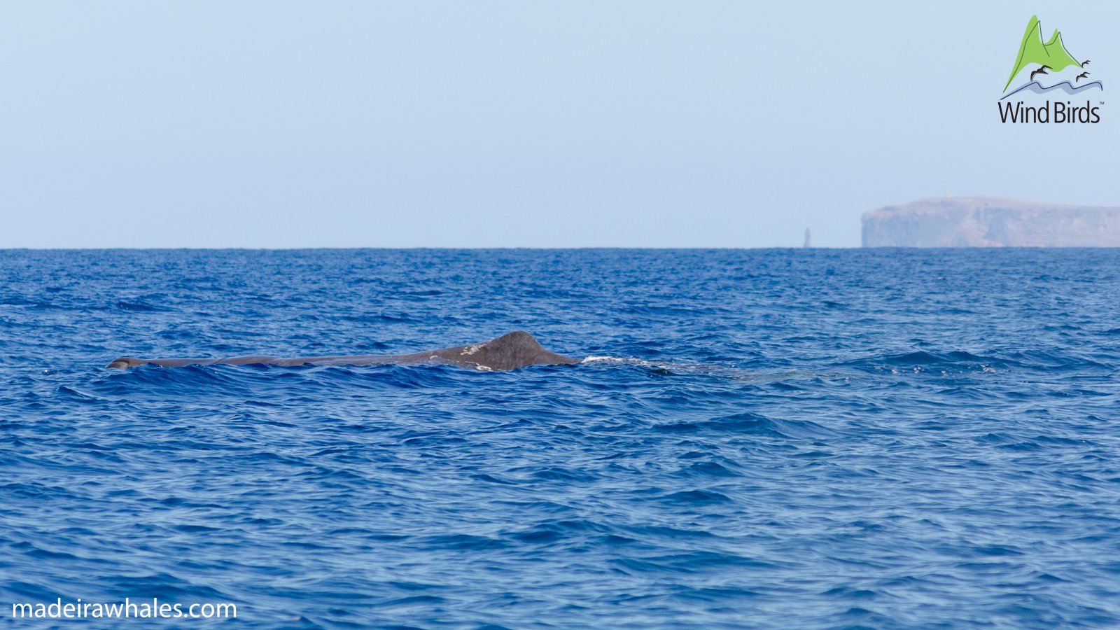 A sperm whale’s low dorsal hump and back appear above the open blue sea.